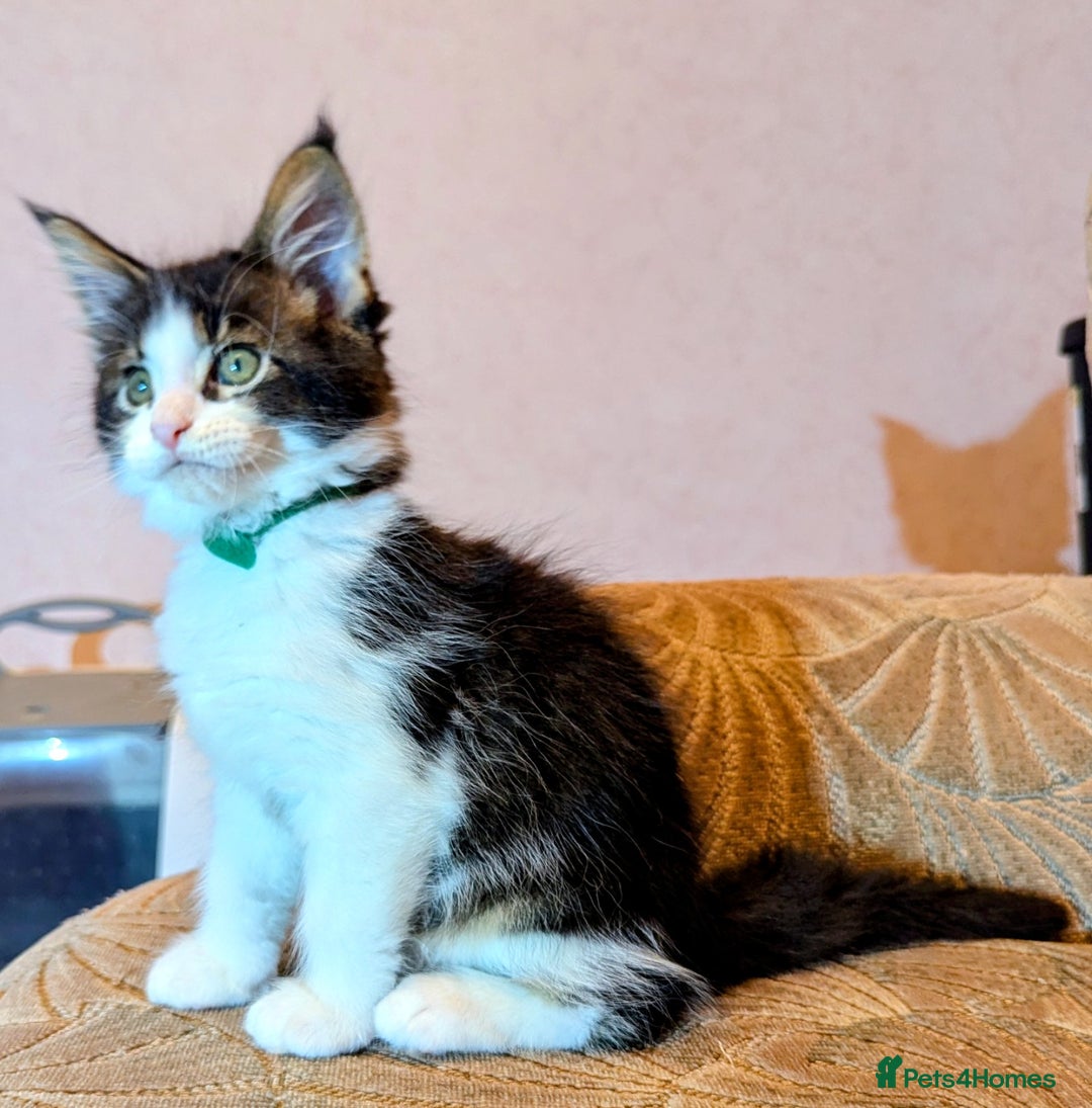 Maine Coon cats for sale: 🐾 Giant GCCF Maine Coon Kitties Champion Lines - Image 15