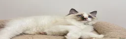 Ragdoll cats for sale: TICA Reg Ragdoll Kittens from Show-Winning Lines - Advert 19