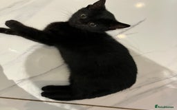 Mixed Breed cats for sale: URGENT LAST GIRL LEFT - Image 5