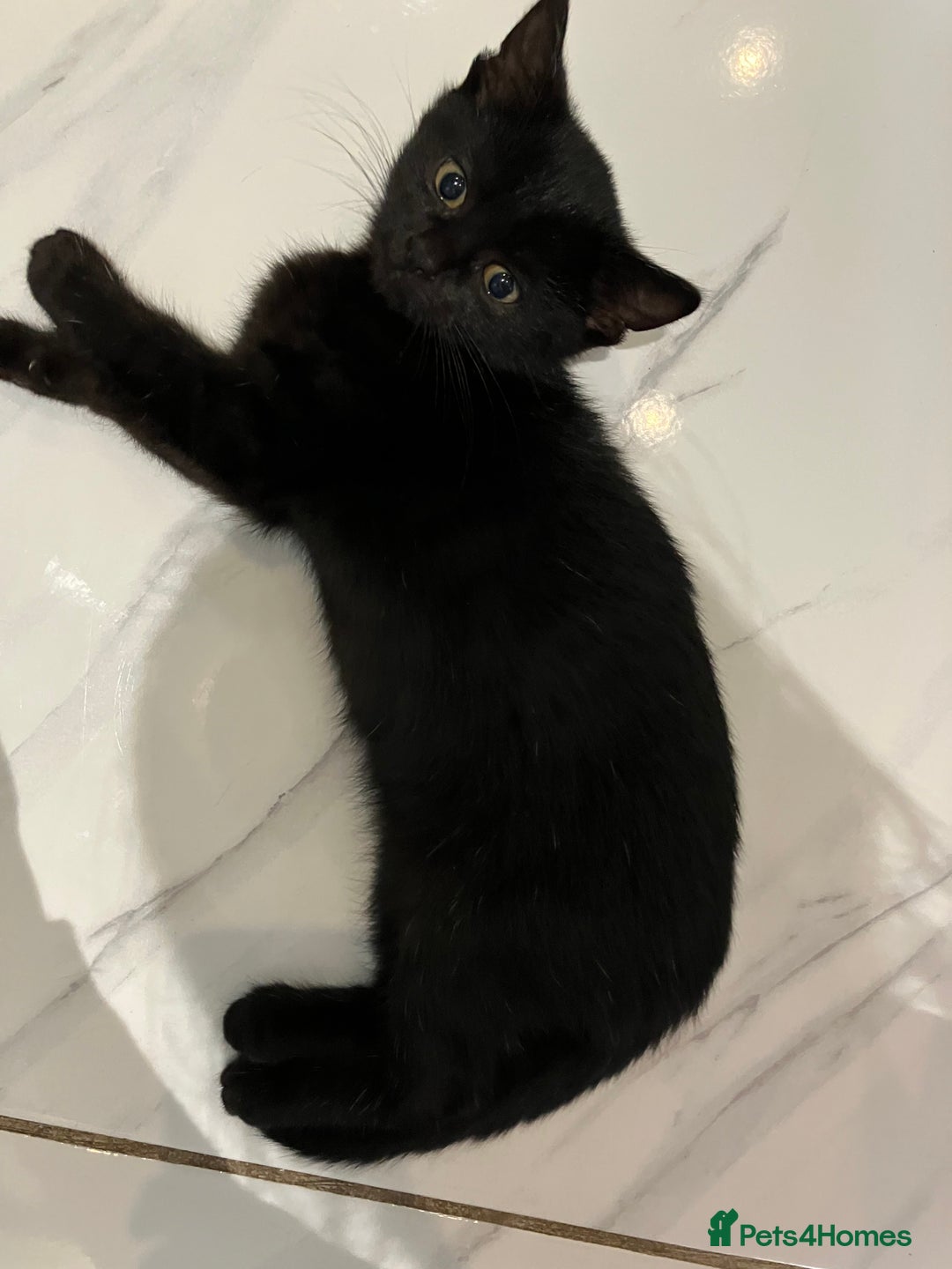 Mixed Breed cats for sale: URGENT LAST GIRL LEFT - Image 5