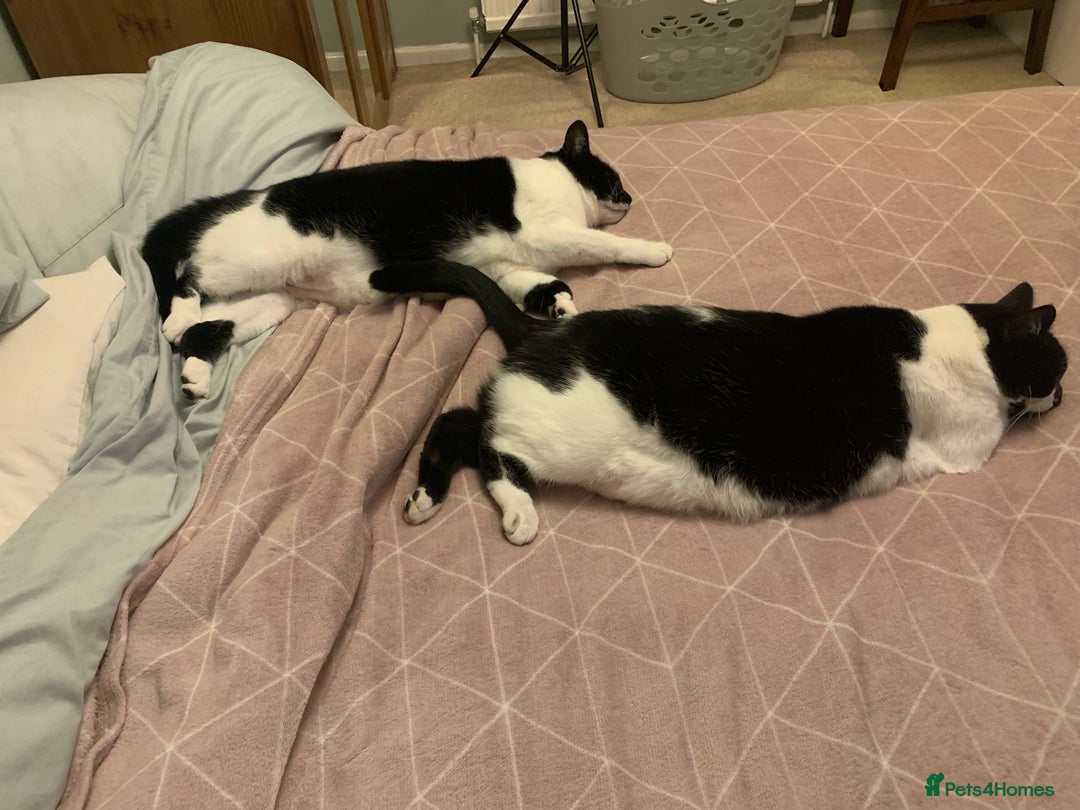 Domestic Shorthair cats for sale: 2 black & white sisters  - Advert 6