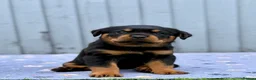 Rottweiler dogs for sale: 5 Exceptional KC Registered Rottweiler Puppies - Advert 22