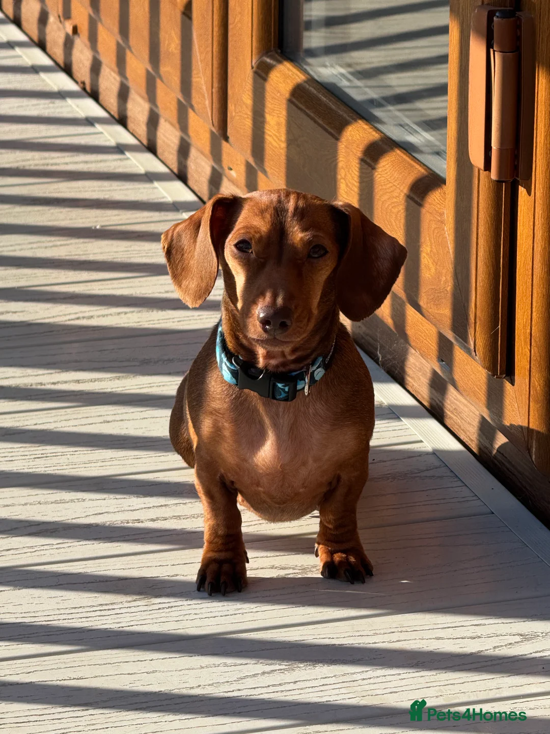 Miniature Dachshund dogs for sale: Loving home wanted for Beautiful Mini Dachshund - Advert 7