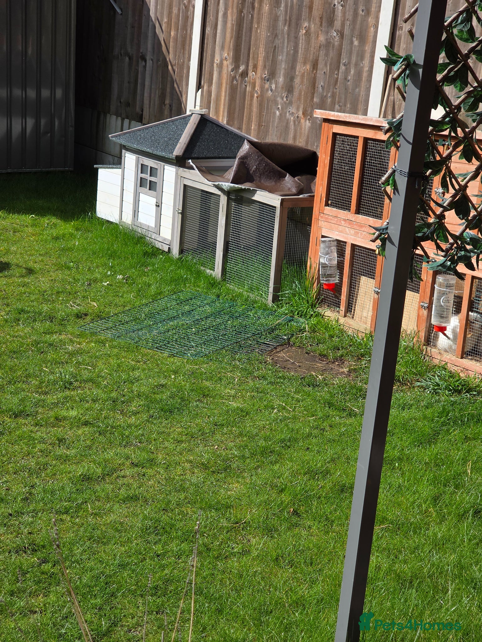 Mini Lop rabbits Mini lop ready now - Advert 15