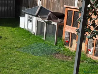 Mini Lop rabbits Mini lop ready now - Advert 15