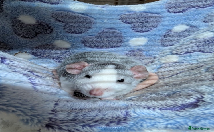 Rat rodents - Advert 8