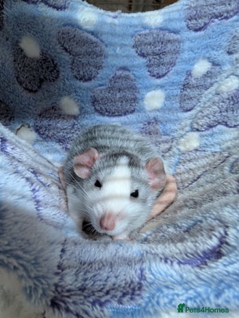 Rat rodents - Advert 8