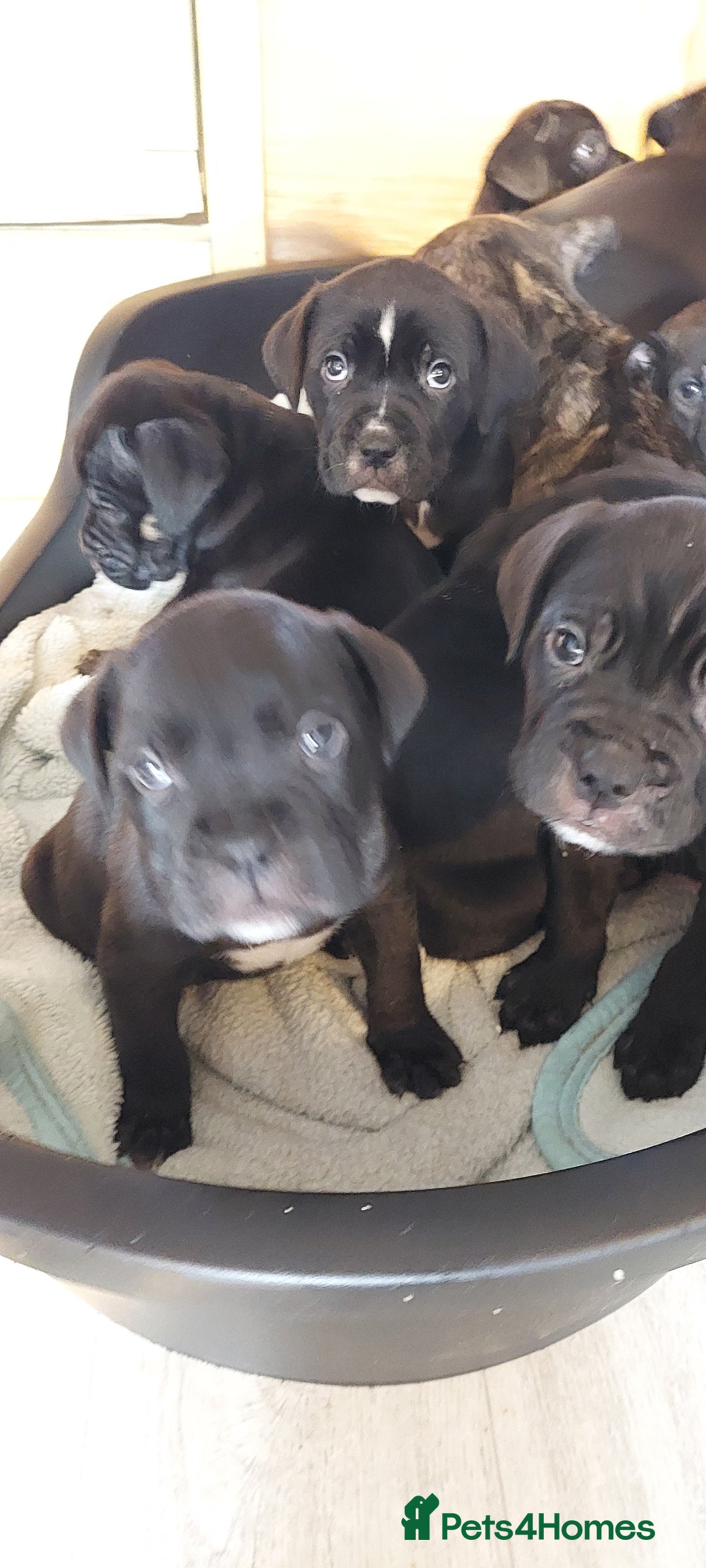 Mixed Breed dogs for sale: Cane Corso cross American bulldog puppy's  - Advert 13