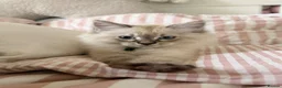 Ragdoll cats for sale: Ragdoll kitten - Advert 4