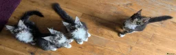 Maine Coon cats for sale: 🏆 Champion Sired Maine Coon Kittens – TICA - Advert 3