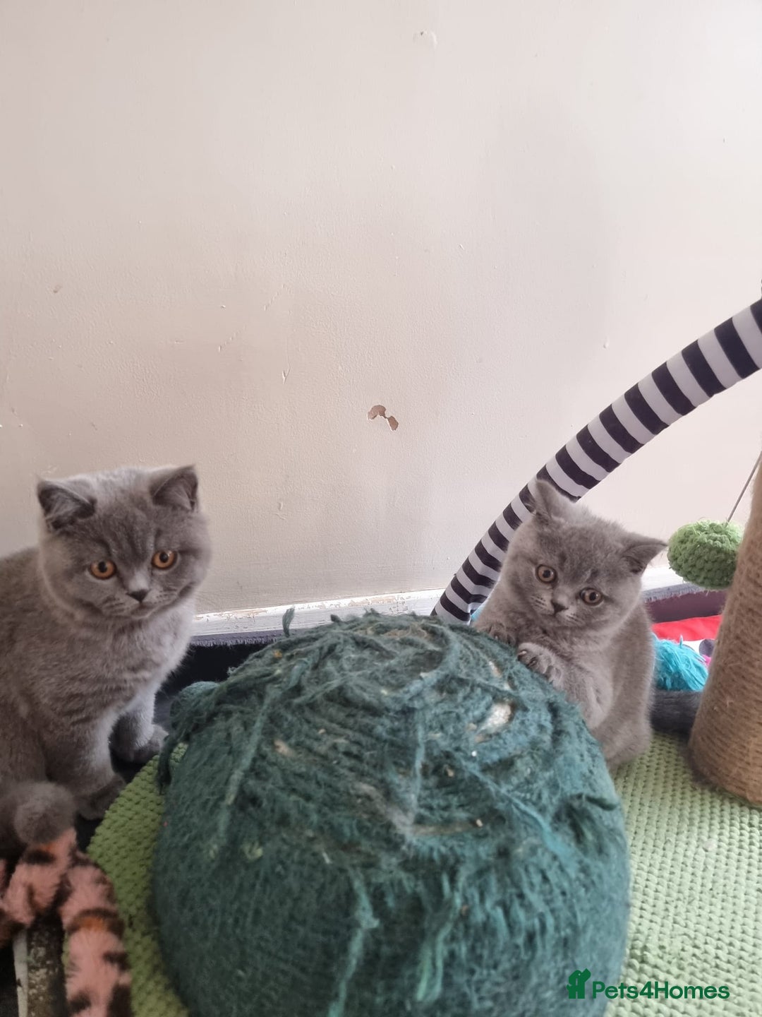 British Shorthair cats for sale:  To Go Now 3 Female Ready GCCF Healthy Pedigree - Advert 22