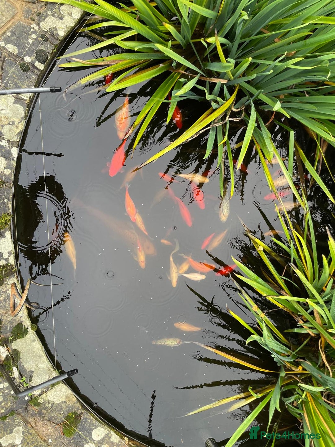 Koi Carp fish for sale: School of Koi/Koi carp  - Advert 7