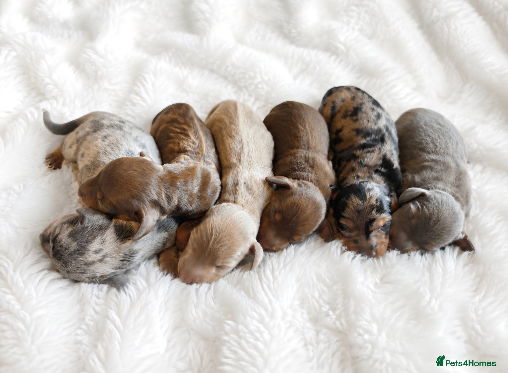 Miniature Dachshund dogs KC Miniature Dachshunds - Advert 5