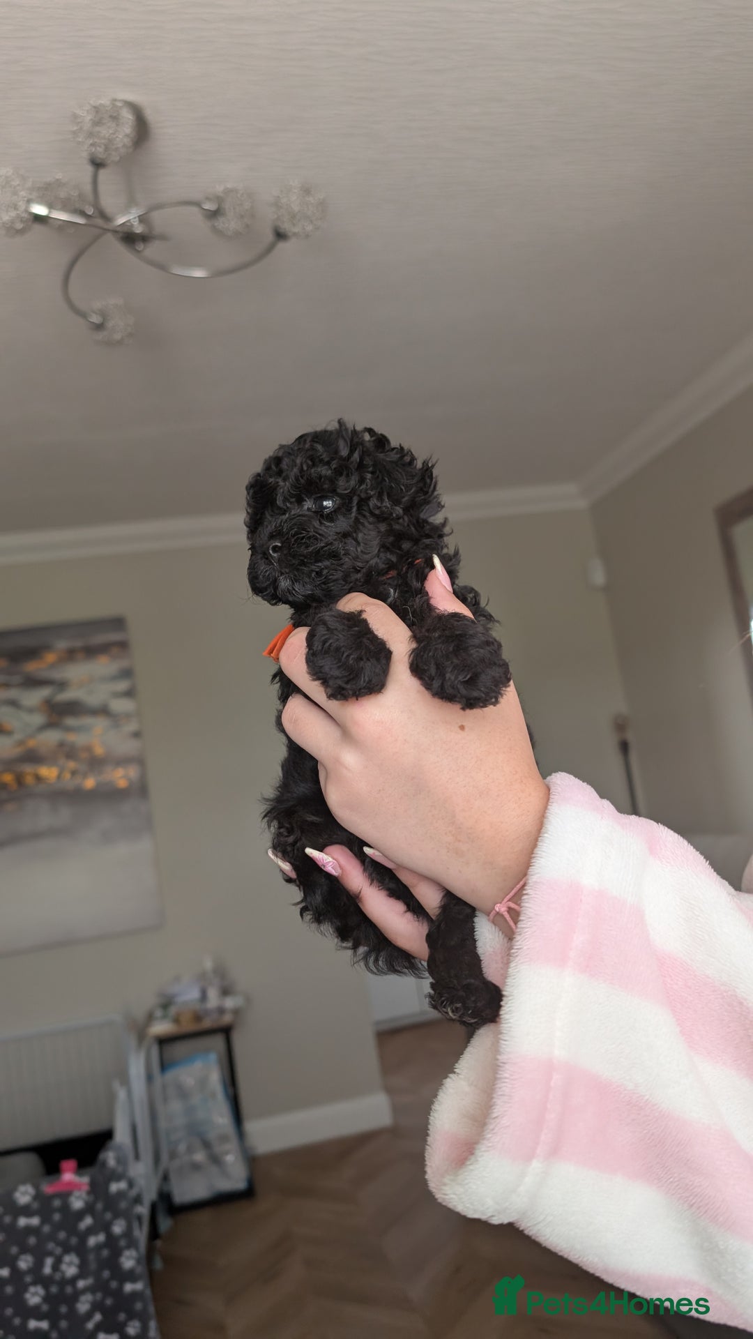 Shihpoo dogs for sale: Toy f1bb shipoo in Glasgow - Image 24