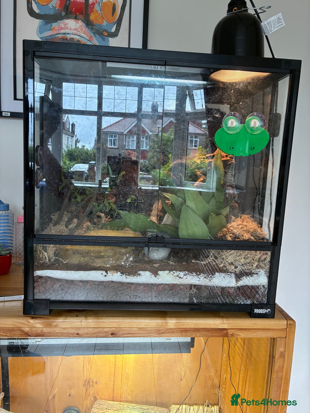 Frog reptiles for sale: Whites Tree Frogs x2 - Image 2