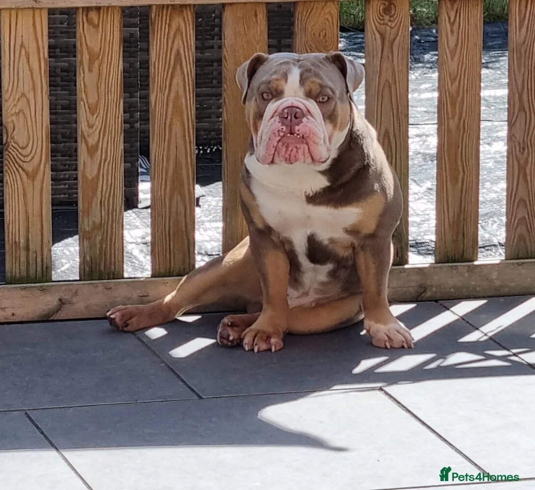 English Bulldog dogs for stud: Prince of all Storms  in Birmingham - Advert 6
