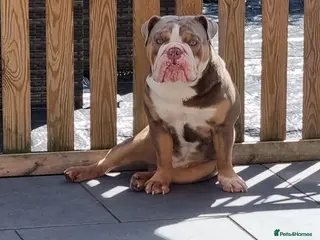 English Bulldog dogs Prince of all Storms - Advert 1