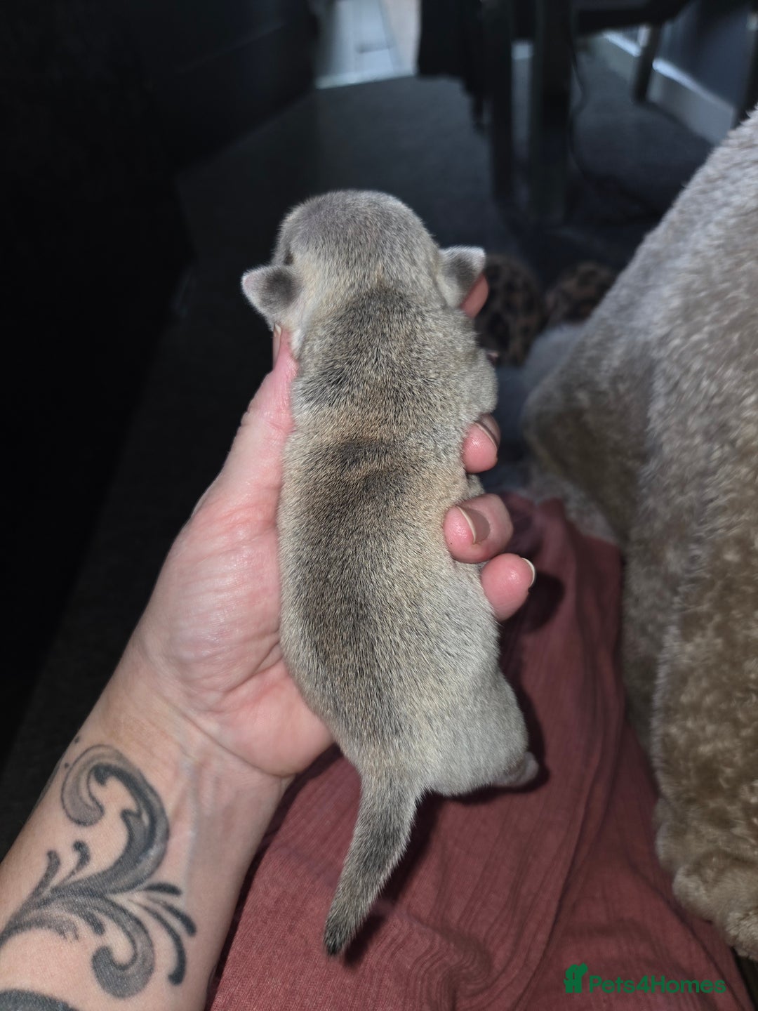 Pug dogs for sale: Stunning rare silver platinum panda purebreed pugs - Advert 4