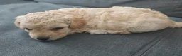Mixed Breed dogs for sale: Cavapoochon puppies  - Advert 22