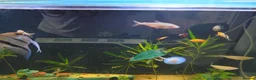 Danios fish for sale: Various tropical fish  in Wirral - Advert 7