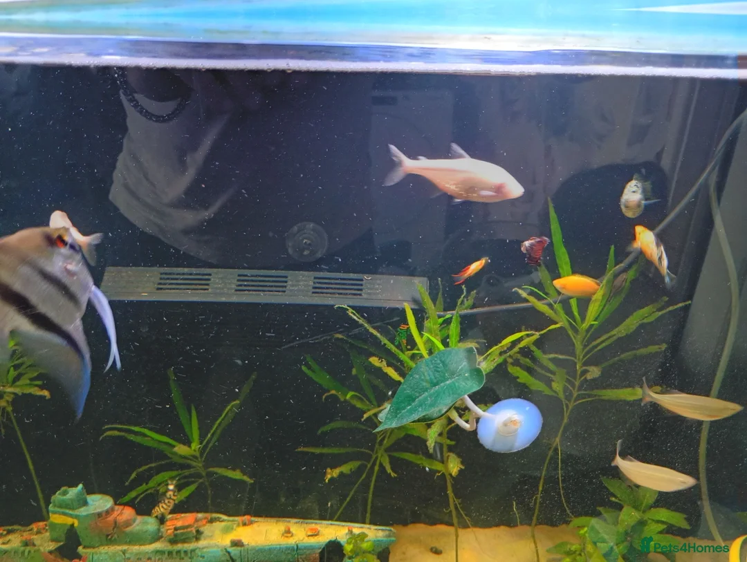 Danios fish for sale: Various tropical fish  in Wirral - Advert 7