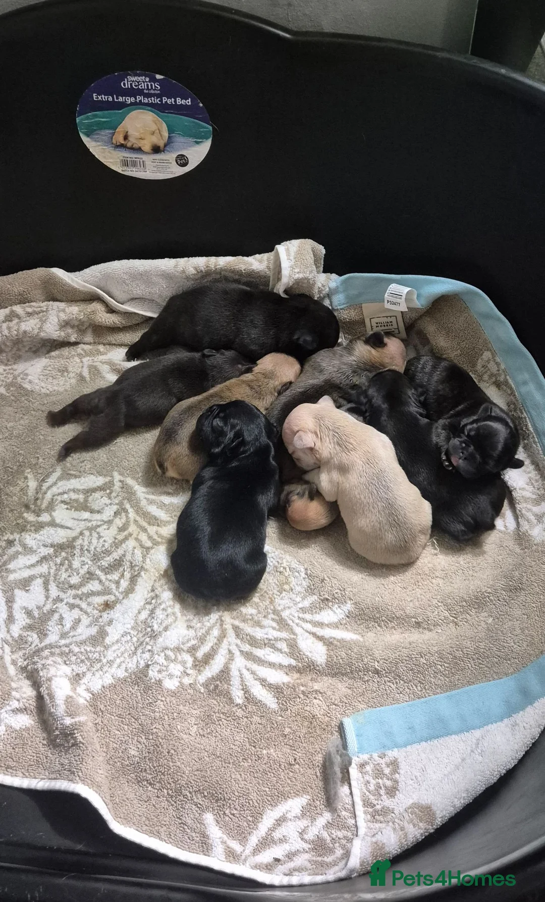 French Bulldog dogs for sale: French bulldog puppies looking for forever home - Advert 2