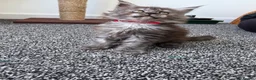 Maine Coon cats for sale: Maine coon pedigree kittens  - Advert 9