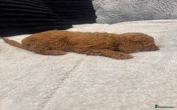 Toy Poodle dogs for sale: Toy puddle  - Image 4