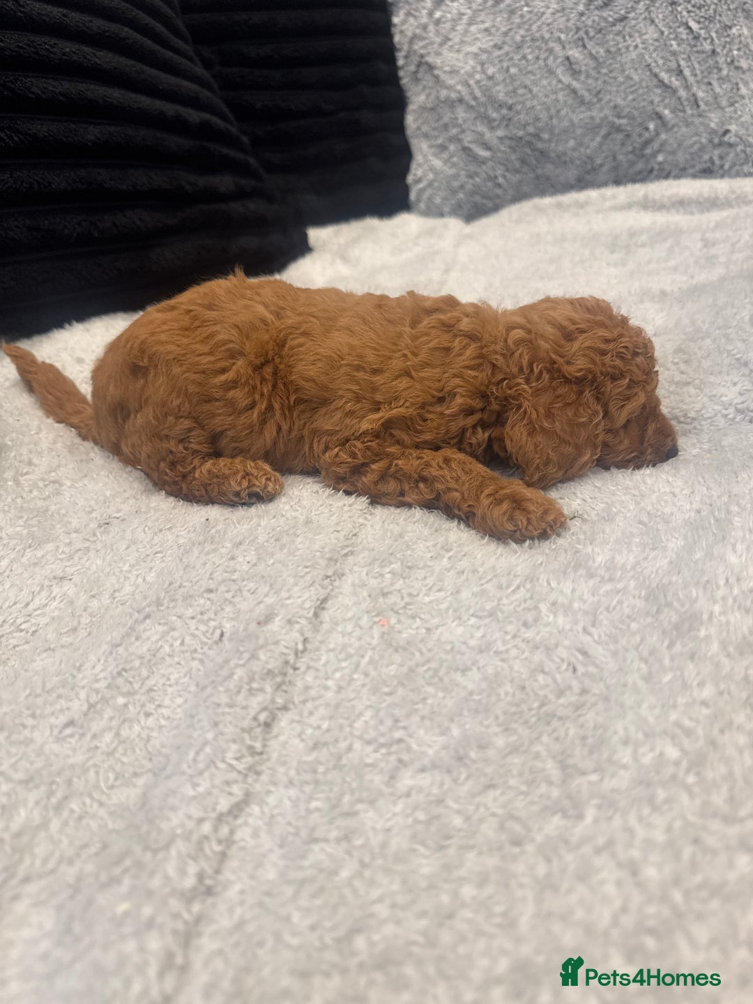 Toy Poodle dogs for sale: Toy puddle  - Image 4