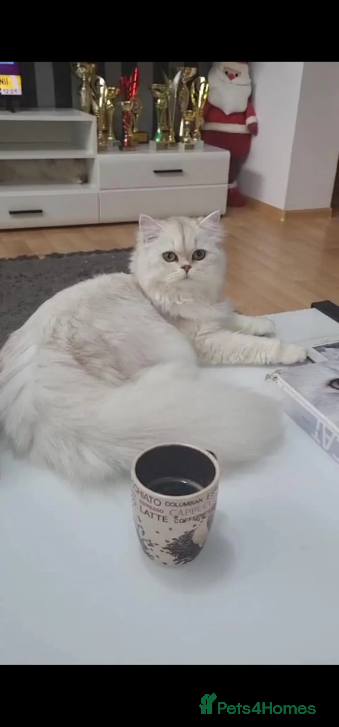 British Longhair cats for sale: British Longhair pedigree,champion parents - Advert 5