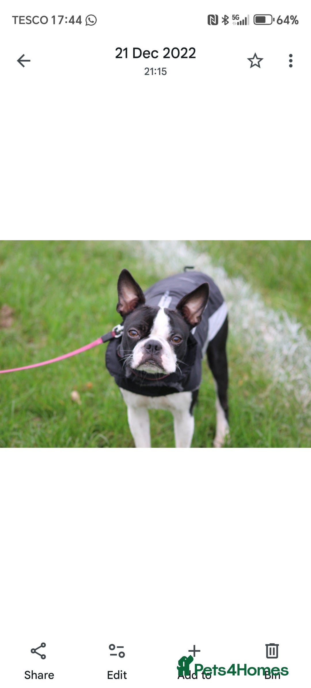 Boston Terrier dogs for sale: Boston Terrier  - Advert 2