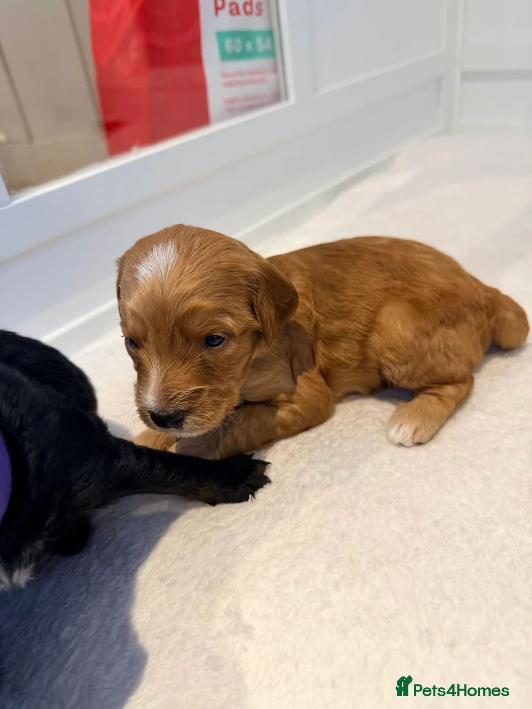 Mixed Breed dogs for sale: Loodlepoo Puppies  - Advert 27