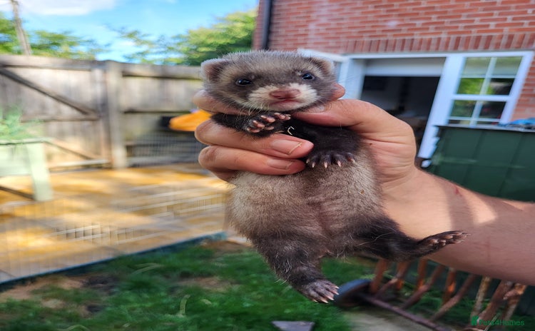 Ferret rodents - Advert 4