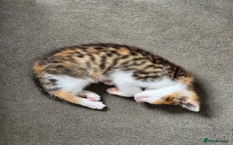 Domestic Shorthair cats for sale: Beautiful Girl Kitten ready to leave - Image 2