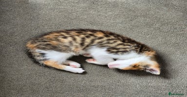 Domestic Shorthair cats - Advert 5
