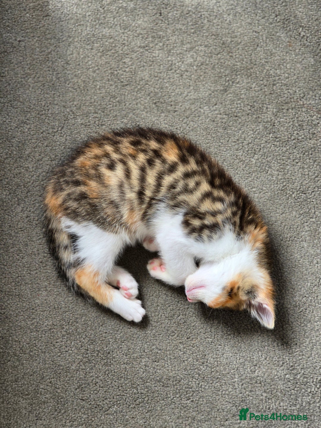 Domestic Shorthair cats for sale: Beautiful Girl Kitten ready to leave - Image 2