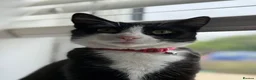 British Shorthair cats for sale: British shorthair x Mainecoon  - Advert 3