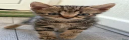 Mixed Breed cats for sale: 4 adorable male kittens available now - Advert 8