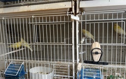 Canaries birds for sale: Yellow Diamorphic Canaries  - Image 2