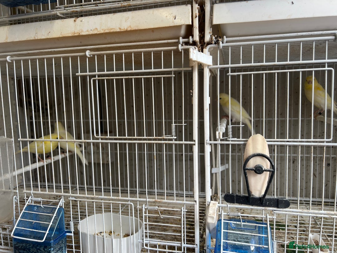 Canaries birds for sale: Yellow Diamorphic Canaries  - Image 2