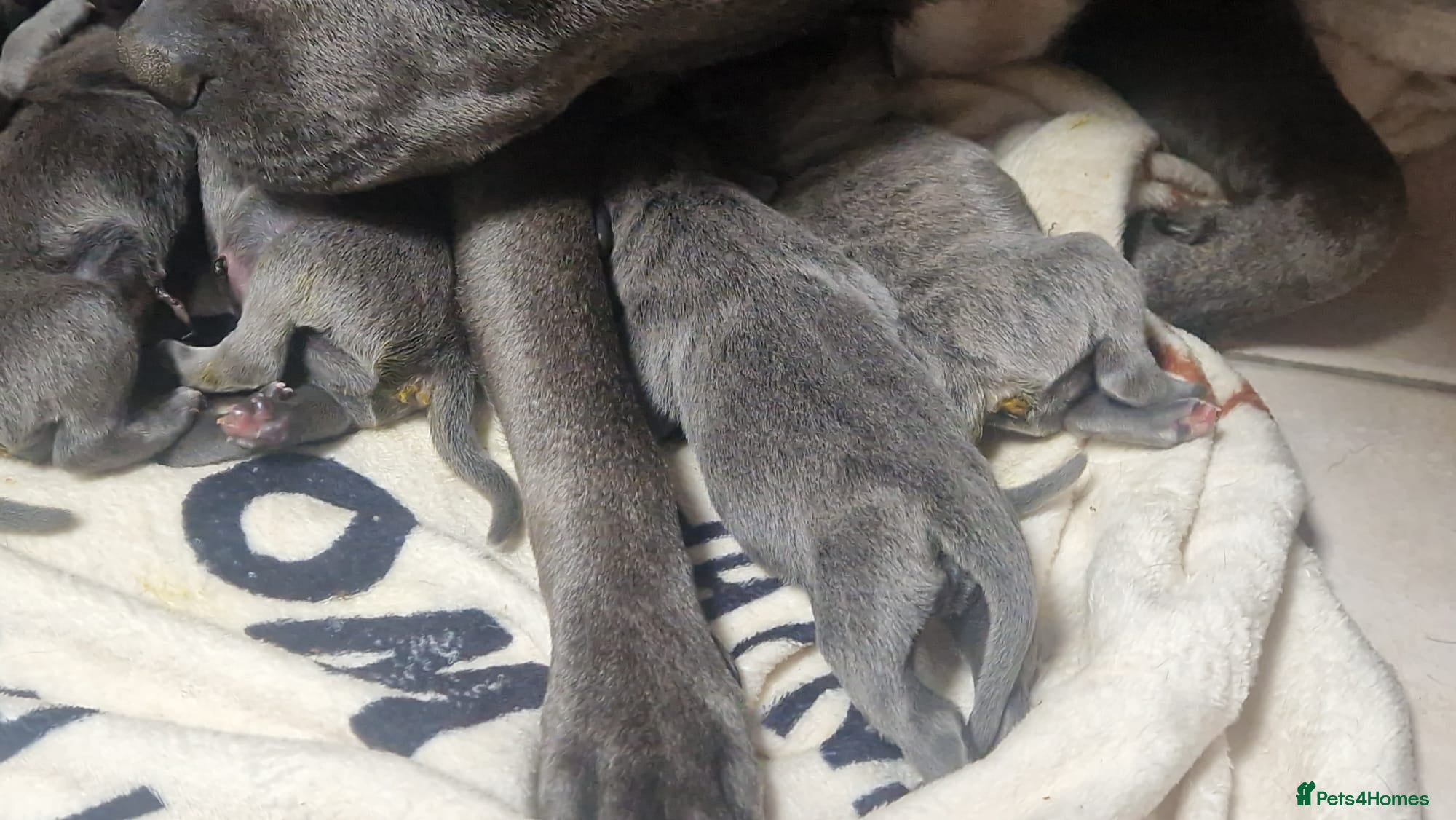 Staffordshire Bull Terrier dogs for sale: Blue & Blue Brindle Staffies in Preston - Advert 10