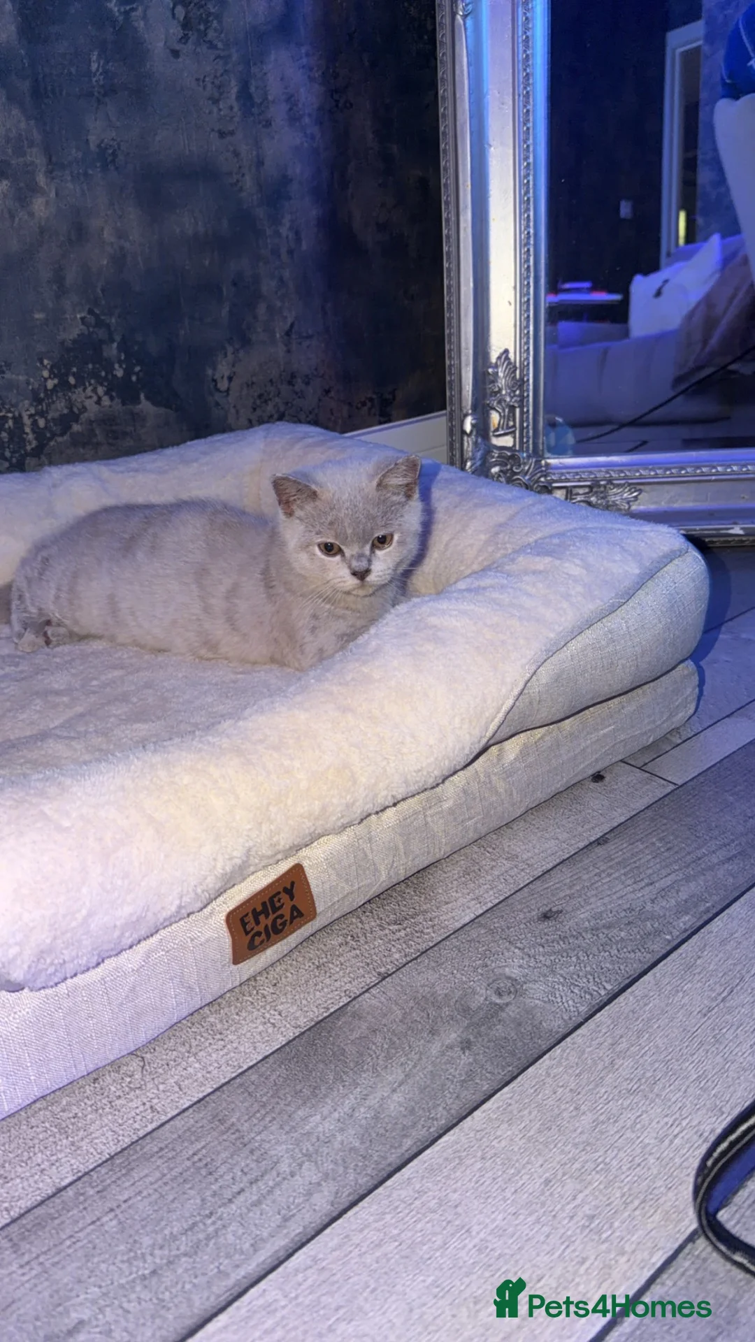 British Shorthair cats for sale: British short hair - Advert 2