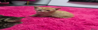 Mixed Breed Kitten 1