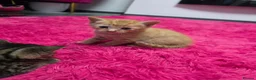 Mixed Breed cats for sale: Beautifull kittens ready to go  - Advert 39