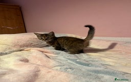 Bengal cats for sale: Bengal x Ragdoll Kittens - Advert 4