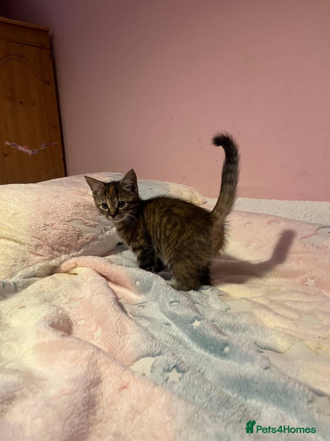 Bengal cats for sale: Bengal x Ragdoll Kittens - Advert 4