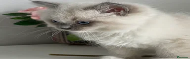Blue Mitted Male