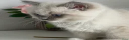 Ragdoll cats for sale: Premium Quality✨️🏆 TICA Reg European Ragdolls 🩷  - Advert 29