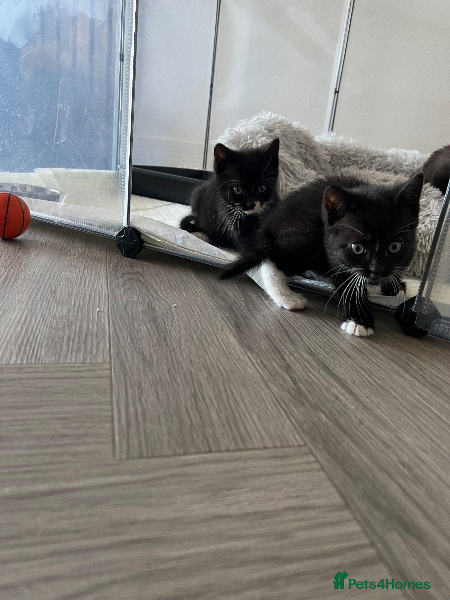 Mixed Breed cats Kittens for sale  - Advert 1