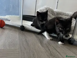 Mixed Breed cats Kittens for sale - Advert 1